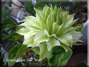 Clematis photograph