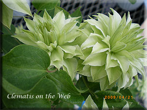 Clematis photograph