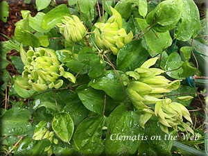 Clematis photograph