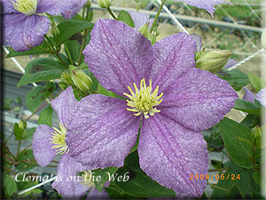 Clematis photograph