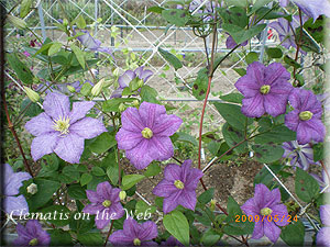 Clematis photograph