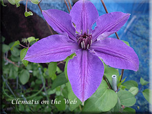 Clematis photograph