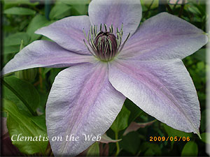 Clematis photograph