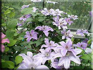 Clematis photograph