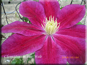 Clematis photograph