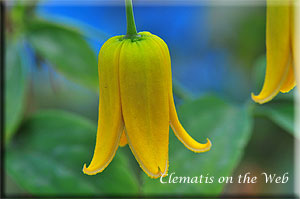 Clematis photograph