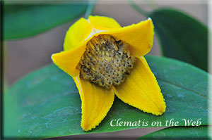 Clematis photograph