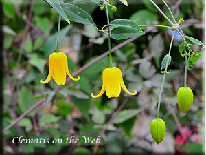 Clematis photograph