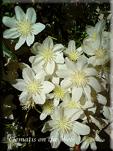 Clematis photograph