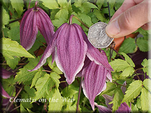 Clematis photograph