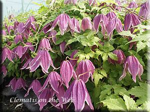 Clematis photograph