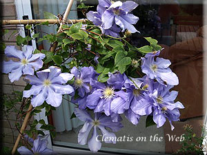 Clematis photograph