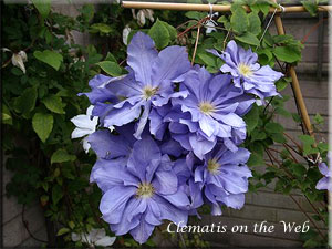 Clematis photograph