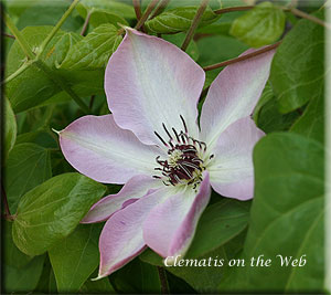 Clematis photograph