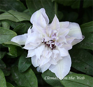 Clematis photograph