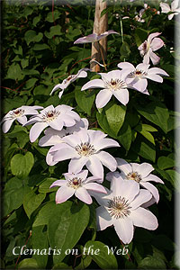 Clematis photograph