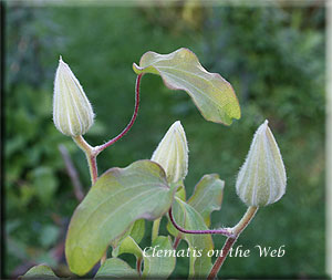 Clematis photograph