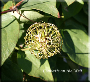 Clematis photograph