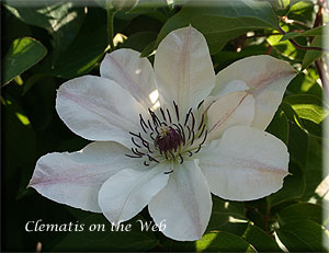 Clematis photograph