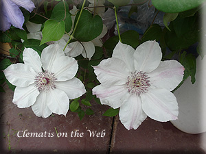 Clematis photograph