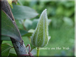 Clematis photograph