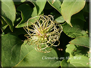 Clematis photograph