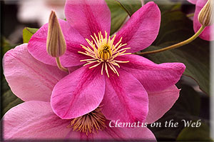 Clematis photograph