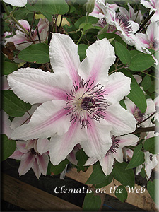 Clematis photograph