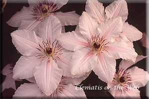 Clematis photograph