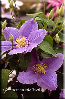 Clematis photograph