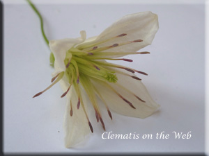 Clematis photograph