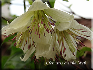 Clematis photograph