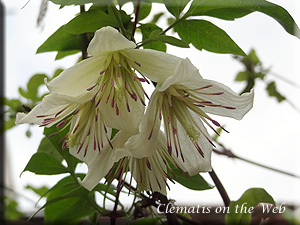 Clematis photograph