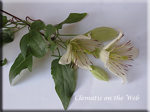 Clematis photograph