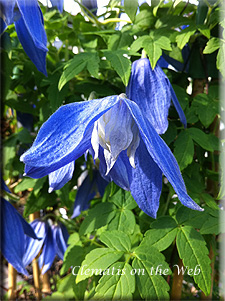 Clematis photograph