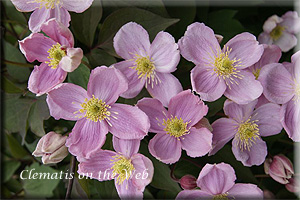 Clematis photograph