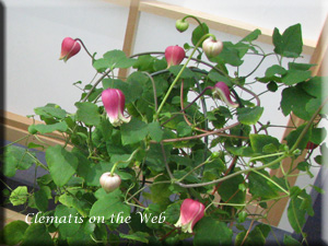 Clematis photograph