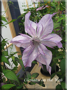 Clematis photograph