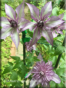 Clematis photograph