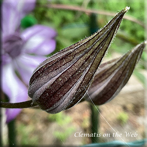 Clematis photograph