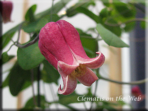 Clematis photograph