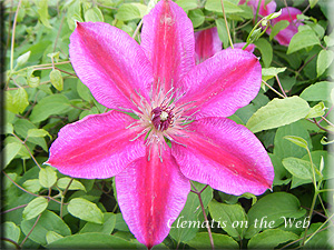 Clematis photograph