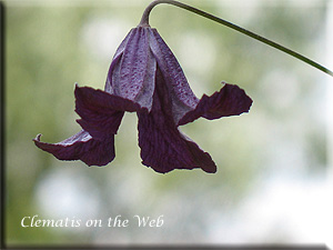 Clematis photograph