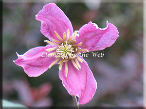 Clematis photograph