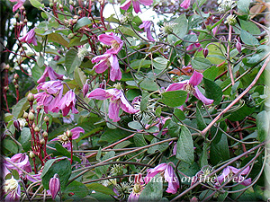 Clematis photograph