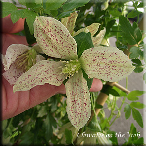 Clematis photograph