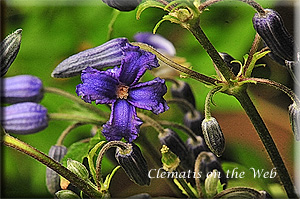 Clematis photograph