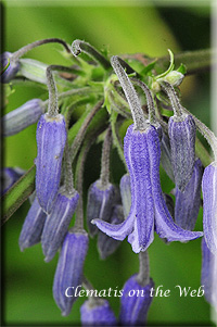 Clematis photograph