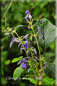 Clematis photograph