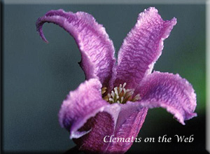 Clematis photograph